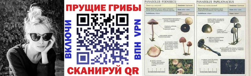 Галлюциногенные грибы ЛСД  Купить  Куса 